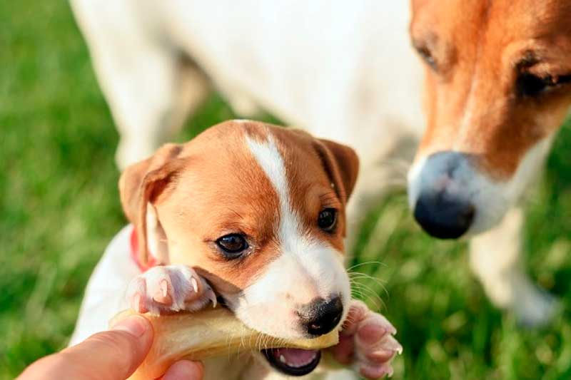 Por que devo adquirir um plano preventivo pet?